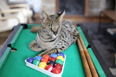 Mini bilardo masasında renkli toplarla güzel egzotik bir kedi resmi.