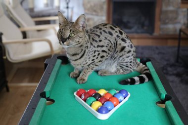 Mini bilardo masasında renkli toplarla güzel egzotik bir kedi resmi.