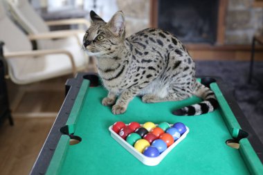 Mini bilardo masasında renkli toplarla güzel egzotik bir kedi resmi.