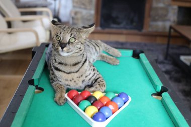 Mini bilardo masasında renkli toplarla güzel egzotik bir kedi resmi.