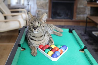 Mini bilardo masasında renkli toplarla güzel egzotik bir kedi resmi.