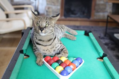 Mini bilardo masasında renkli toplarla güzel egzotik bir kedi resmi.