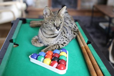 Mini bilardo masasında renkli toplarla güzel egzotik bir kedi resmi.