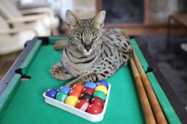 Mini bilardo masasında renkli toplarla güzel egzotik bir kedi resmi.