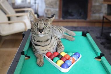 Mini bilardo masasında renkli toplarla güzel egzotik bir kedi resmi.
