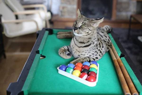 Mini bilardo masasında renkli toplarla güzel egzotik bir kedi resmi.