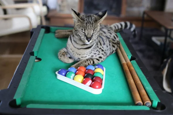 Mini bilardo masasında renkli toplarla güzel egzotik bir kedi resmi.