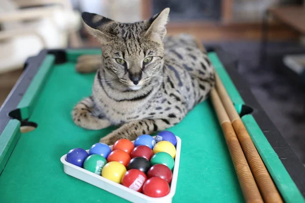 Mini bilardo masasında renkli toplarla güzel egzotik bir kedi resmi.