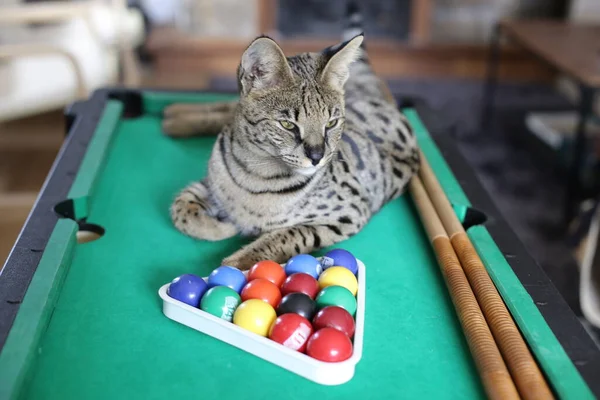 Mini bilardo masasında renkli toplarla güzel egzotik bir kedi resmi.