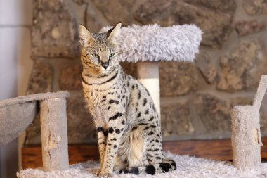 Güzel egzotik kedinin evde otururken yakın plan çekimi.