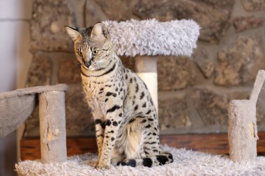 Güzel egzotik kedinin evde otururken yakın plan çekimi.