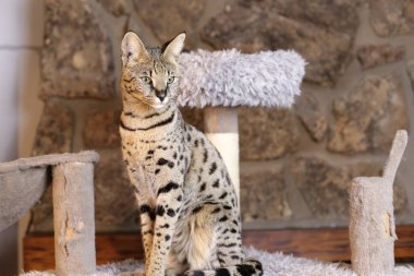 Güzel egzotik kedinin evde otururken yakın plan çekimi.