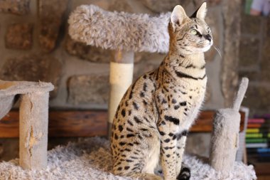 Güzel egzotik kedinin evde otururken yakın plan çekimi.