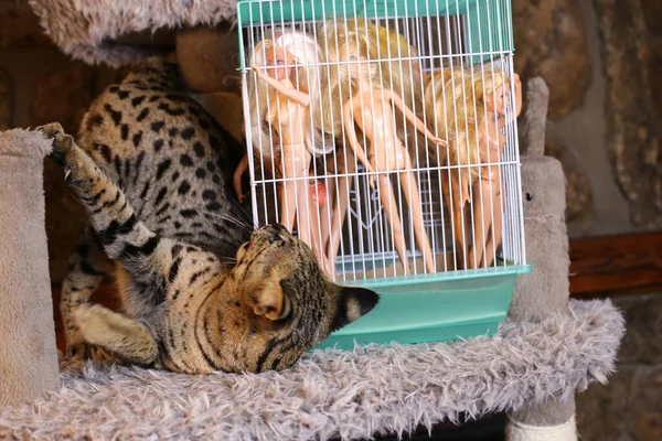Kafesteki Oyuncak Bebeklerle Sevimli Egzotik Kediyi Yakından Çek — Stok fotoğraf