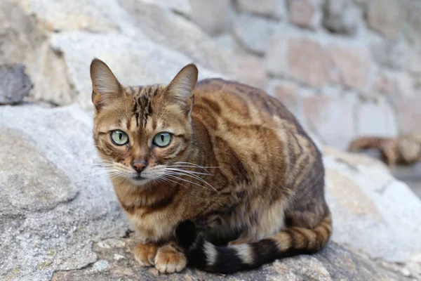 在户外拍摄美丽的异国情调的猫 — 图库照片