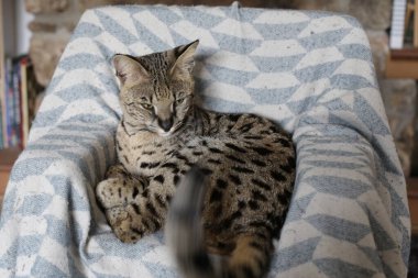 Yatakta yatan güzel egzotik kedinin yakın plan çekimi.