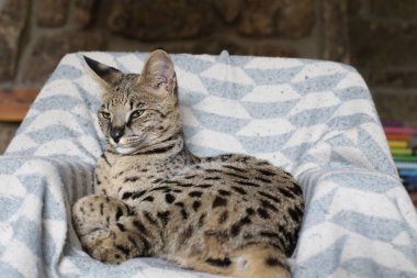 Yatakta yatan güzel egzotik kedinin yakın plan çekimi.