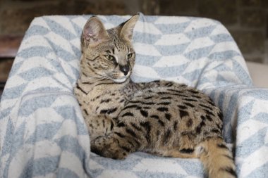 Yatakta yatan güzel egzotik kedinin yakın plan çekimi.