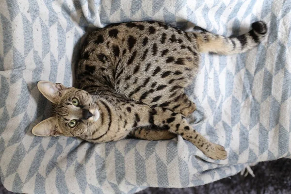 Närbild Skott Vacker Exotisk Katt Liggande Sängen — Stockfoto