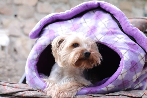 Close Shot Cute Little Dog Looking Out Hole — стоковое фото