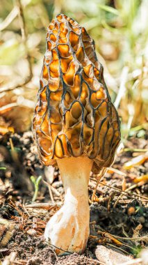 Morel mantarı ilkbahar güneşinde ormanda, yüksek çözünürlüklü makro 