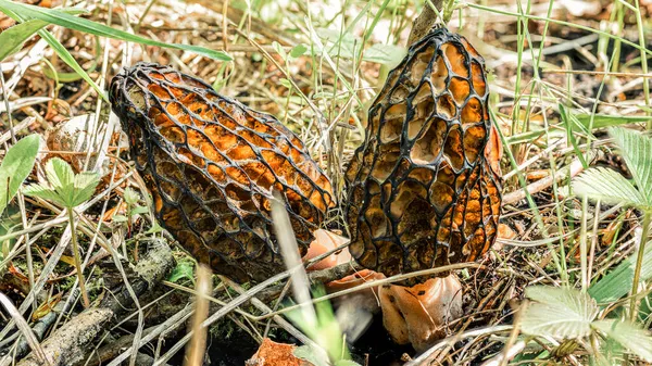 Two morels mushrooms in a forest clearing among the grass, eaten by insects on the inside — Stock Photo, Image
