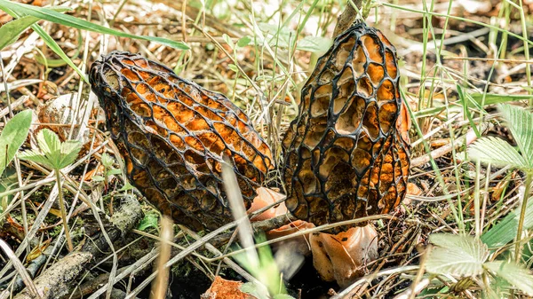 Två morels svamp i en skogsglänta bland gräset, äts av insekter på insidan — Stockfoto