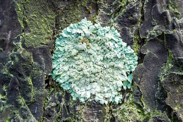 Lichen Parmelia Sulcata ormanda çam kabuğu üzerinde, yakın plan. — Stok fotoğraf