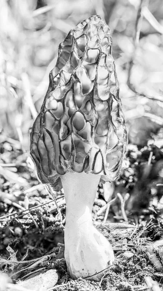 Morel mushroom in the spring sun in the forest, high definition macro, black and white photo — Stock Photo, Image