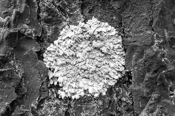 森林里松树树皮上的Lichen Parmelia sulcata，特写 — 图库照片