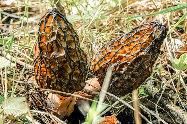 Two morels mushrooms in a forest clearing among the grass, eaten by insects on the inside — Stock Photo, Image