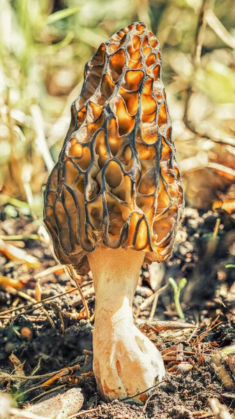 Морель гриб под весенним солнцем в лесу, макрос высокой четкости — стоковое фото