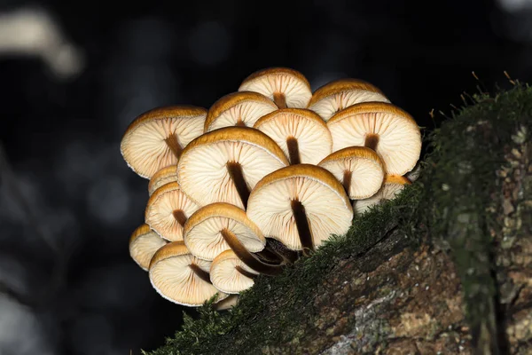 Armillaria mellea lub grzyb miodowy rosnący na pniu drzewa w lesie wśród mchu, widok na dno, makro — Zdjęcie stockowe