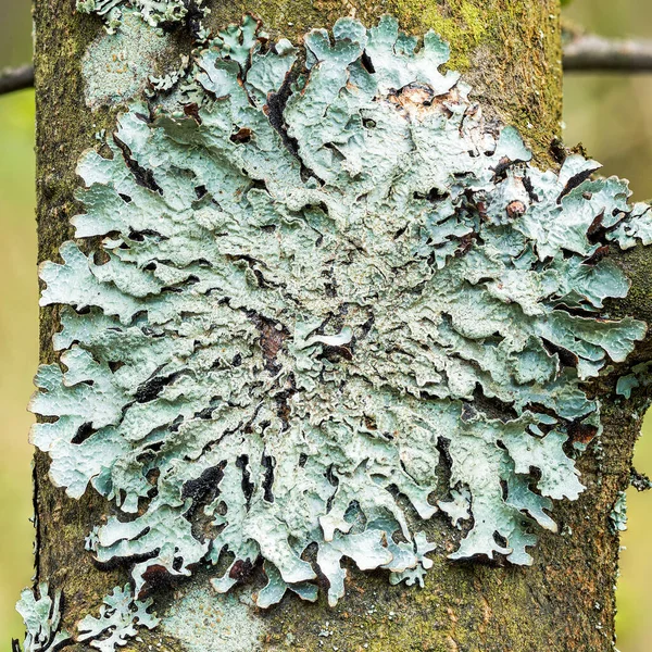 Licheń Parmelia sulcata na krze drzewa, makro wysokiej rozdzielczości — Zdjęcie stockowe