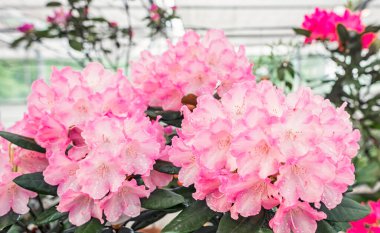 Rhododendron Emanuela flowering plant, pink flowers close-up
