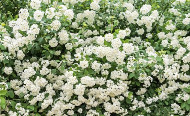 Green shrub Spiraea vanhouttei with many delicate white and yellow flowers