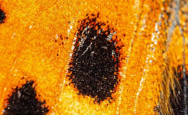 Scales on butterfly wing,, super macro, black spot on orange wing