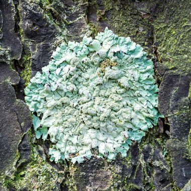 Lichen Parmelia Sulcata ormanda çam kabuğu üzerinde, yakın plan.