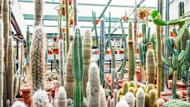 Many different large tall green cacti in the greenhouse