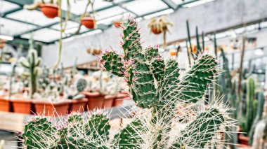 Düz Opuntia kaktüsü ya da uzun pembe ve beyaz iğneli armut kaktüsü.