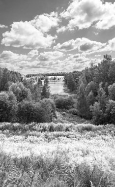Solidago kanadensis çiçekleri sonbaharda vadinin yamacında parlak sarı renkte. Rus doğal manzarası