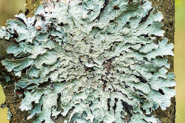 Lichen Parmelia sulcata ağaç kabuğunda, yüksek çözünürlüklü makro. — Stok fotoğraf