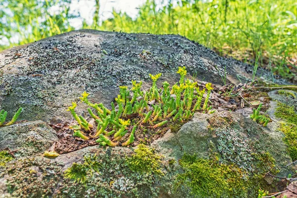 Zielony soczysty akr Sedum lub złoty mech rośnie i kwitnie żółty na skale wśród porostów — Zdjęcie stockowe