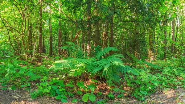 Un hermoso helecho verde crece bajo un abeto en el borde del bosque —  Fotos de Stock