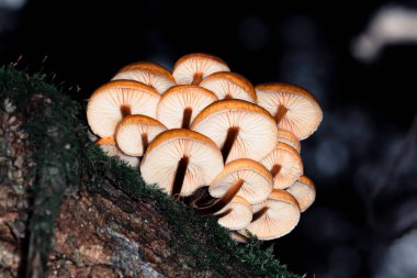 Armillaria mellea ya da bal mantarı ormandaki bir ağaç gövdesinde yosun, alttaki manzara, makro
