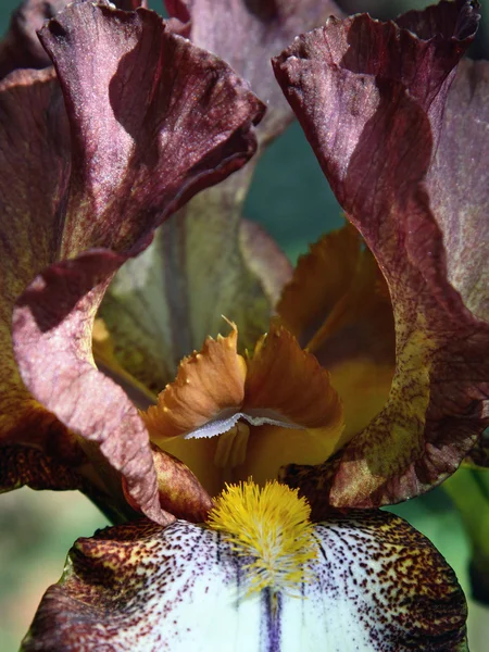 Fleurs en gros plan — Photo