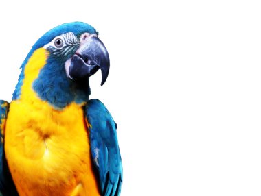 renkli mavi papağan Amerika papağanı