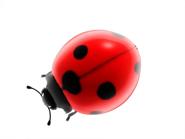 Ladybug — Stock Photo, Image