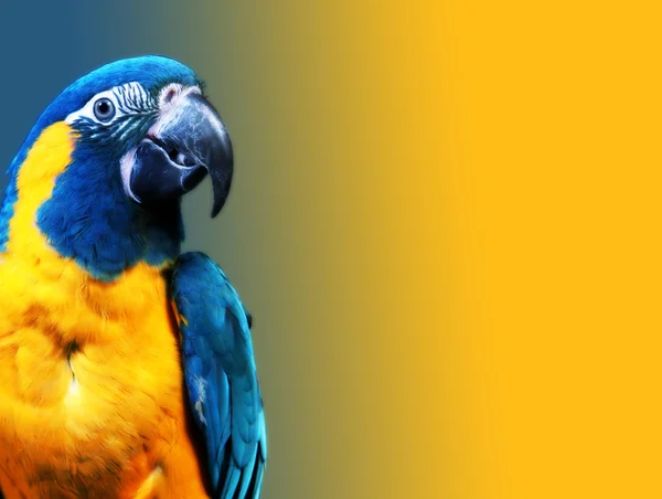 Colorful blue parrot macaw — Stock Photo, Image