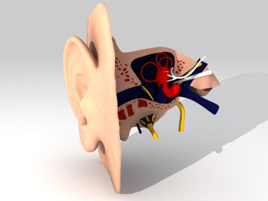 Anatomy of the ear clipart